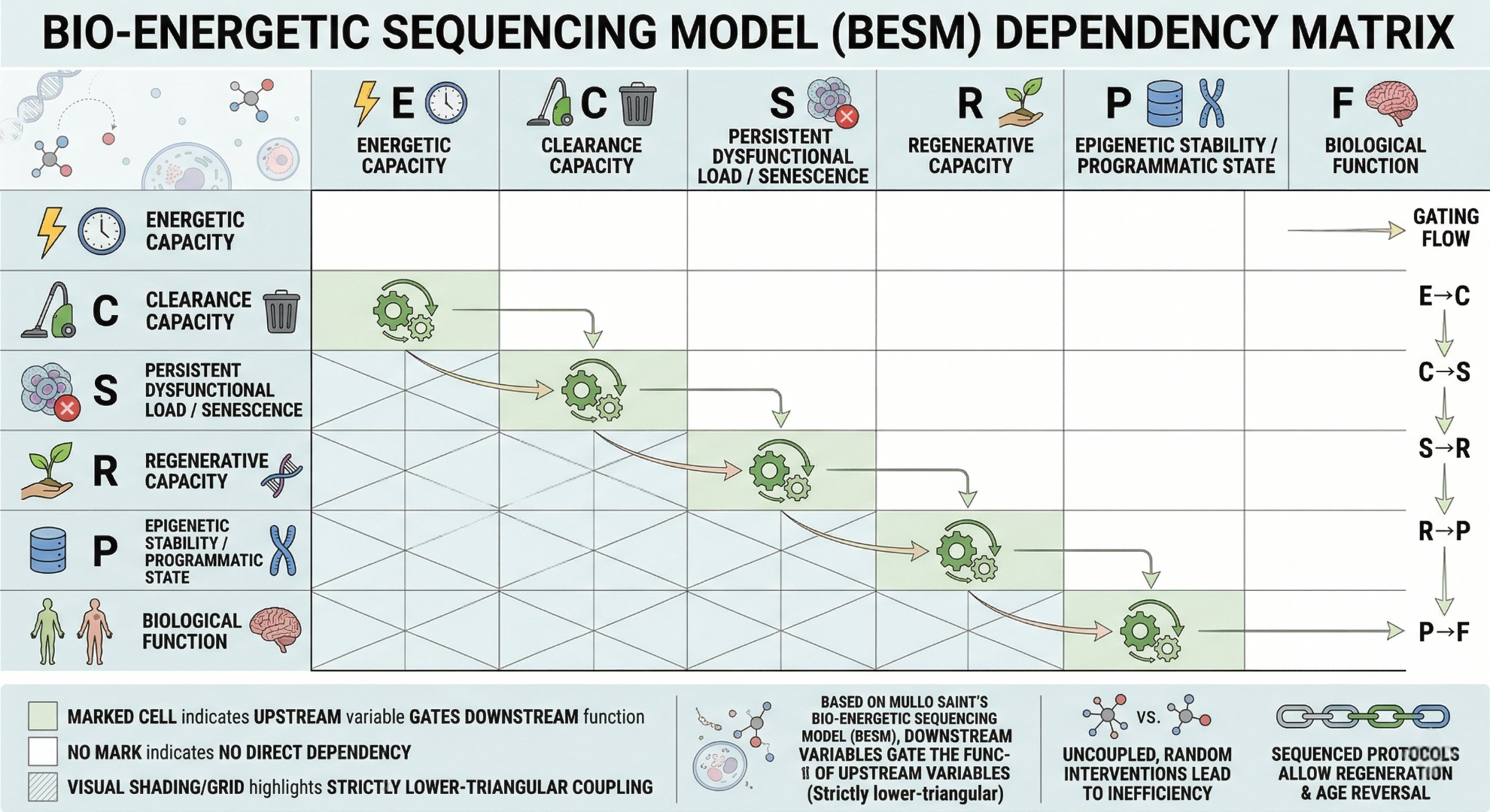 BESM Dependency Matrix — full interaction model